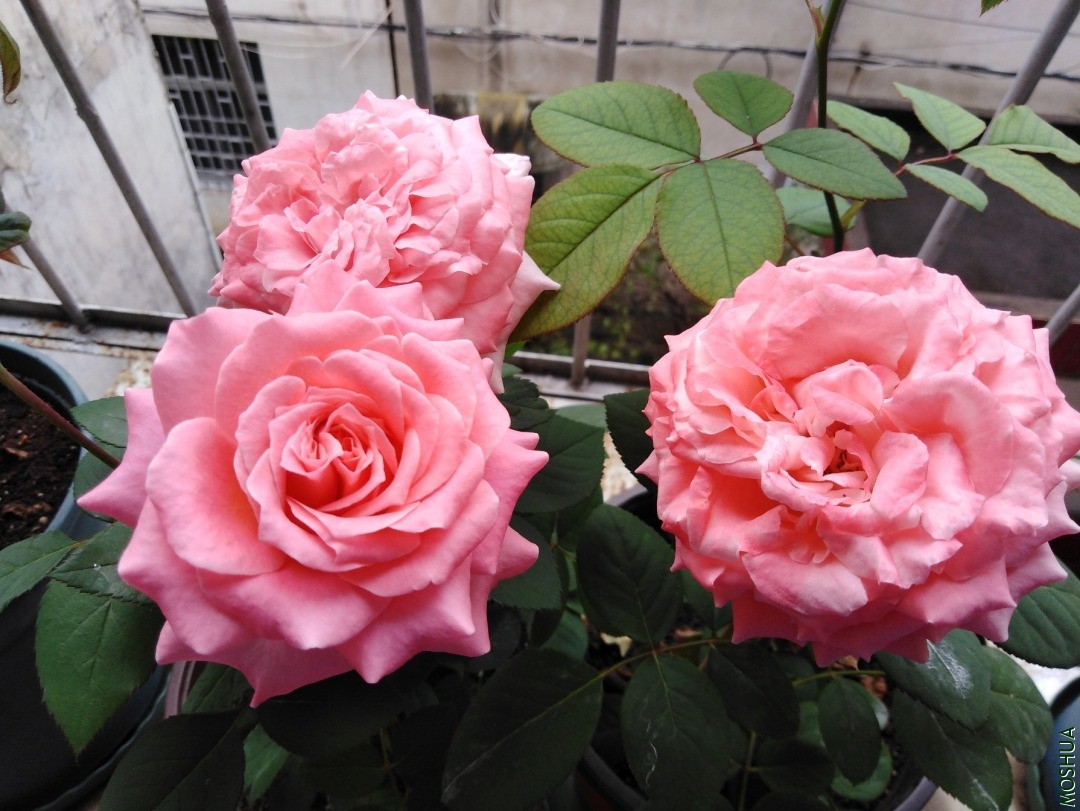 QQͼƬ20201016155043.jpg