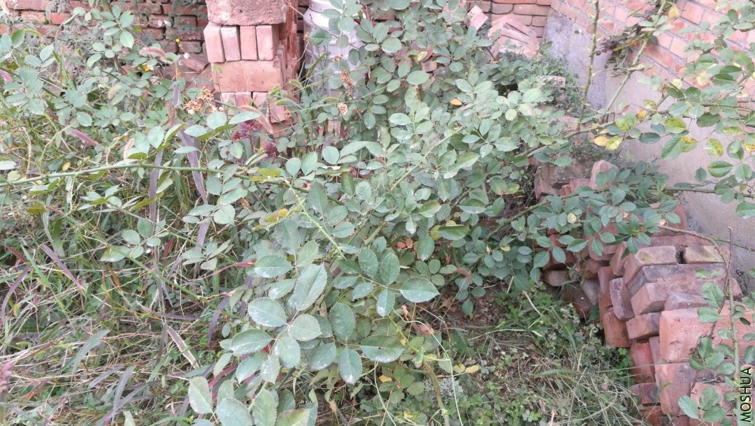 ΢��ͼƬ_20201020145841.jpg