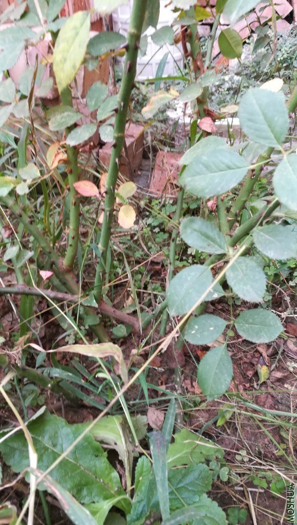 ΢��ͼƬ_20201020145911.jpg
