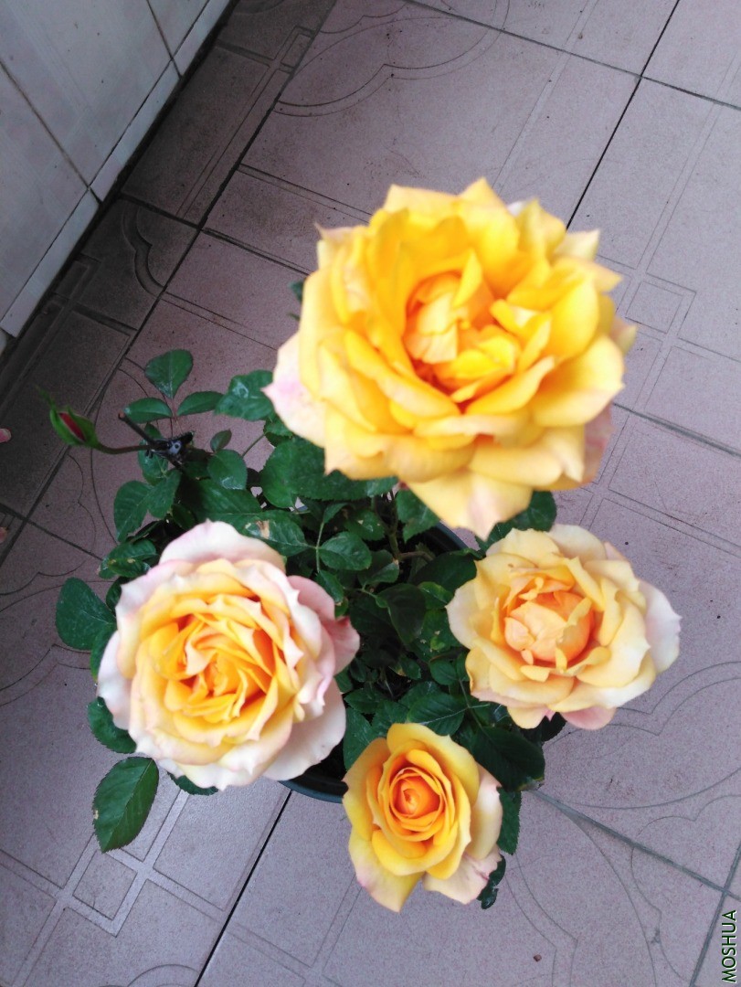 QQͼƬ20201030104517.jpg