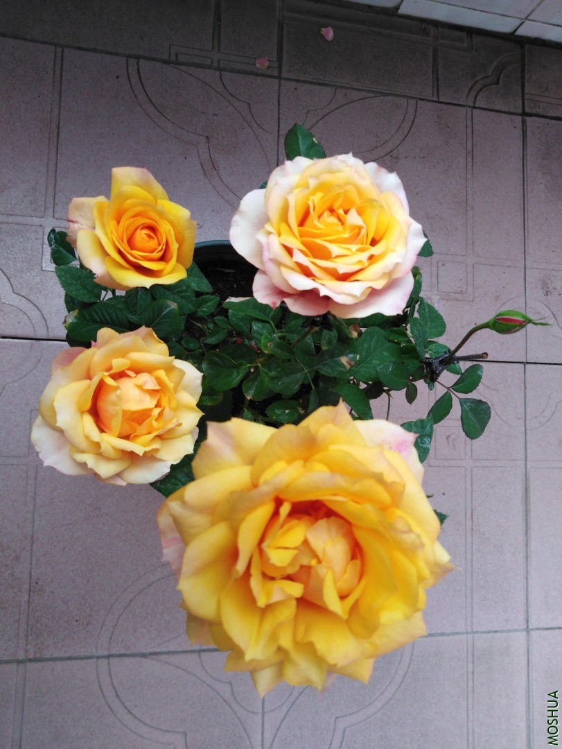 QQͼƬ20201030104510.jpg