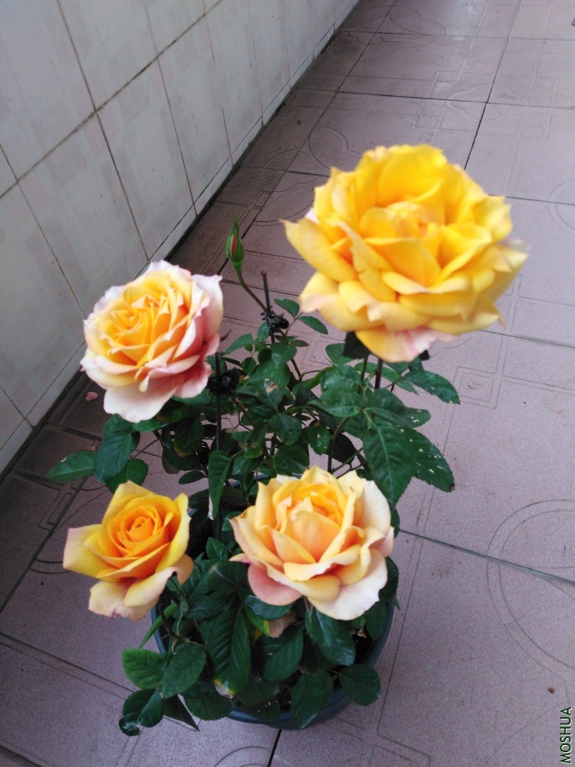 QQͼƬ20201030104458.jpg