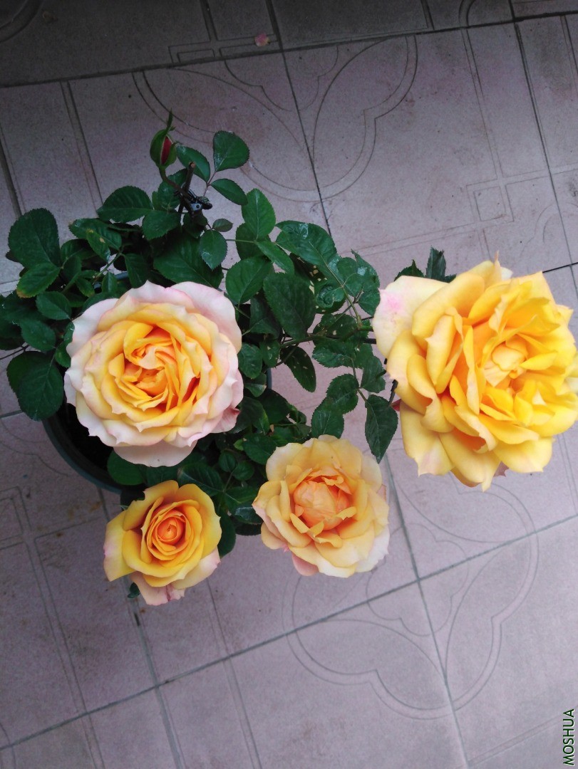 QQͼƬ20201030104504.jpg