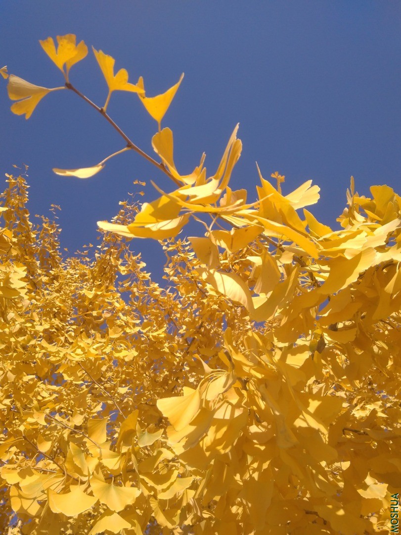IMG_20201102_115929.jpg