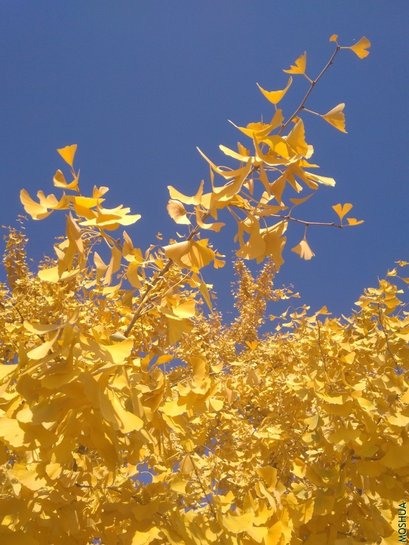 IMG_20201102_115943.jpg