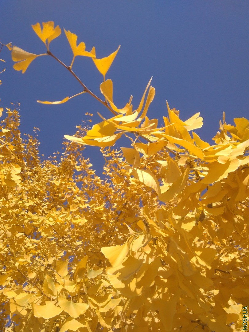 IMG_20201102_115927.jpg