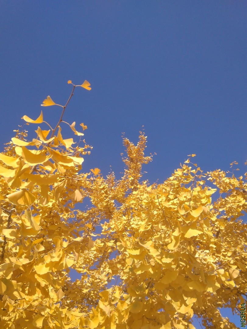 IMG_20201102_120149.jpg