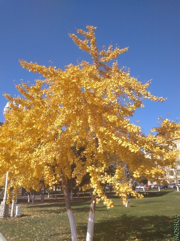 IMG_20201102_115822.jpg