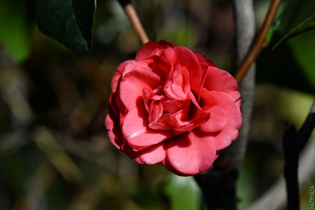 DSC_1440.JPG