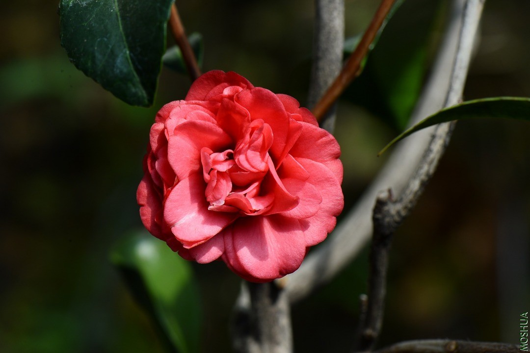 DSC_1507.JPG