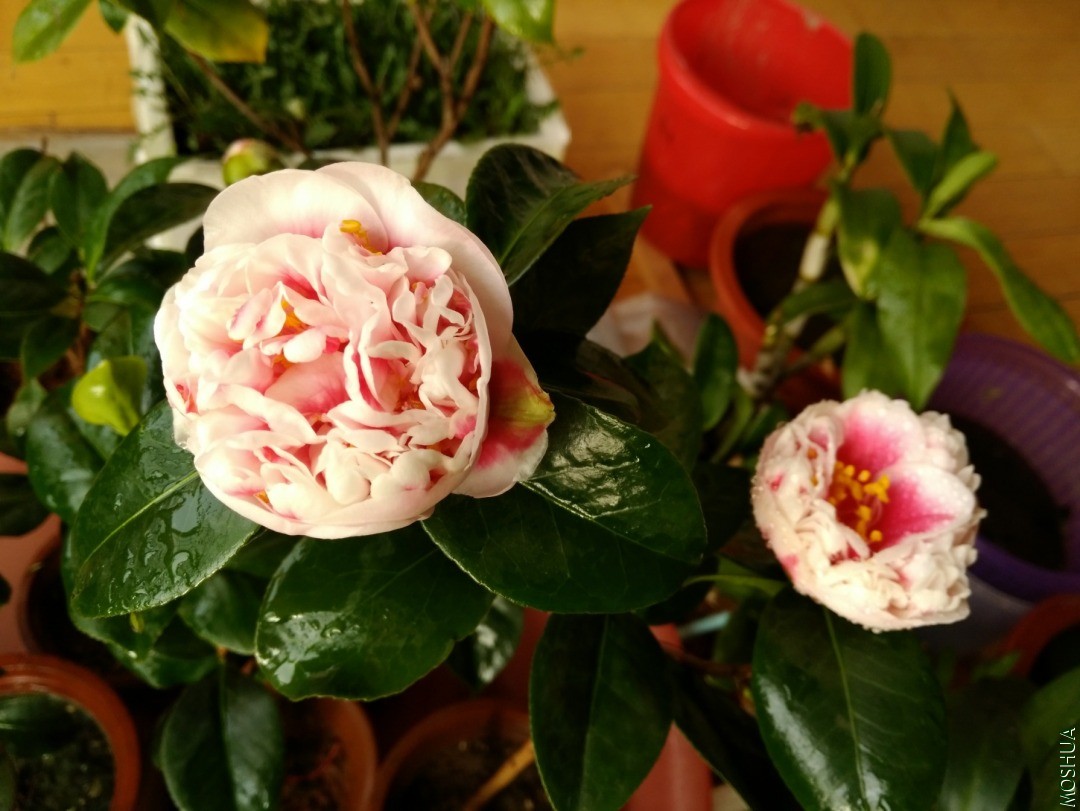 IMG_20201103_080113.jpg