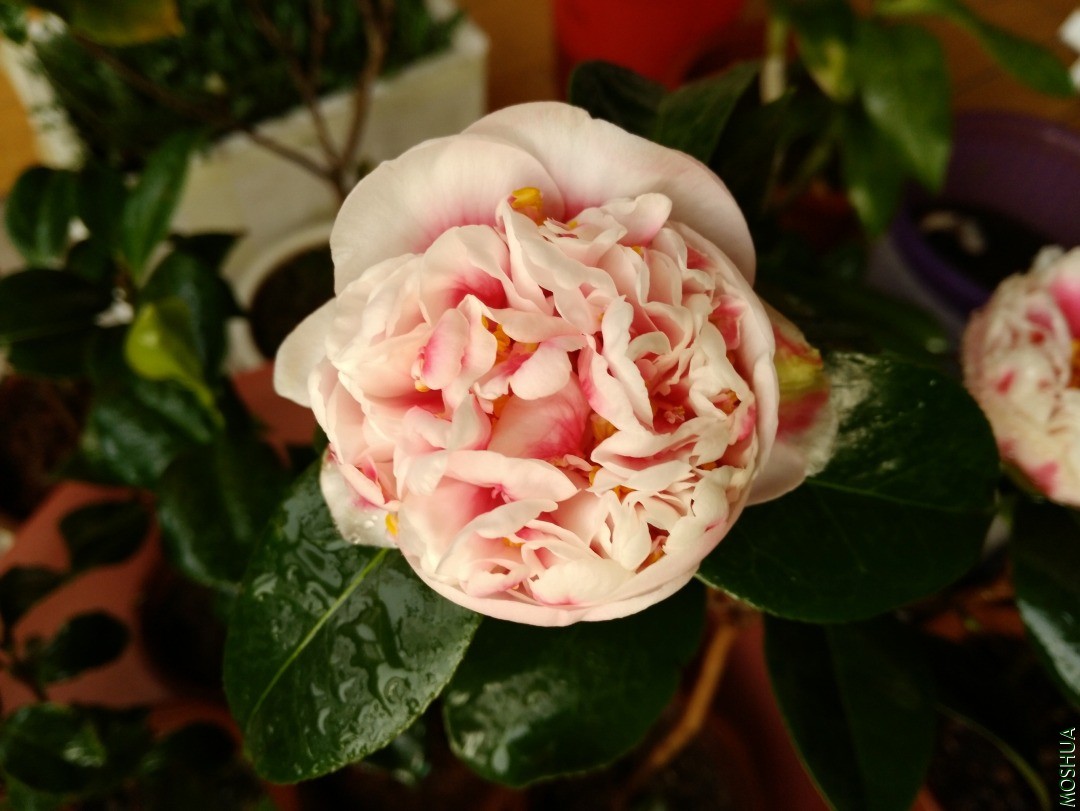 IMG_20201103_075145.jpg