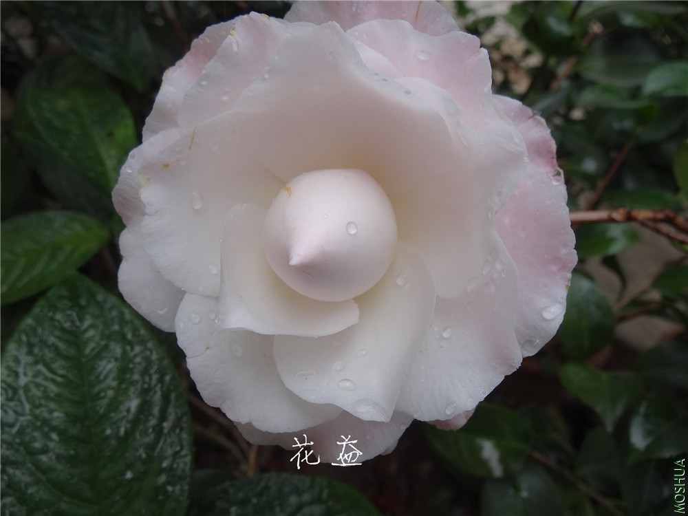 DSC04889.jpg