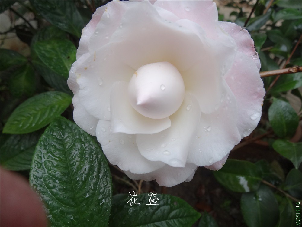 DSC04891.jpg