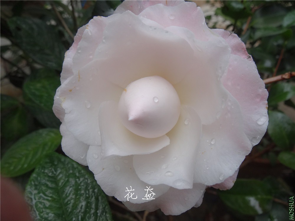 DSC04894.jpg