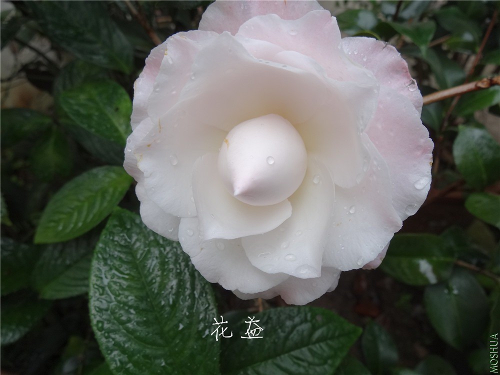 DSC04895.jpg