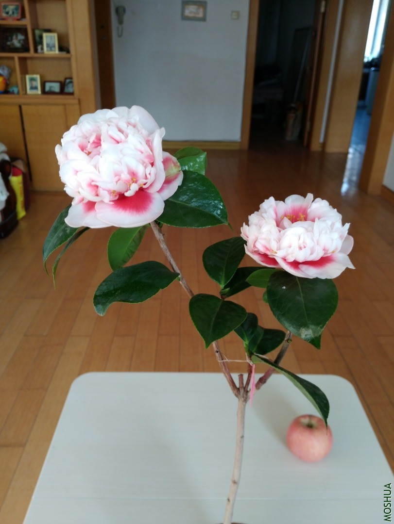 IMG_20201105_080411.jpg