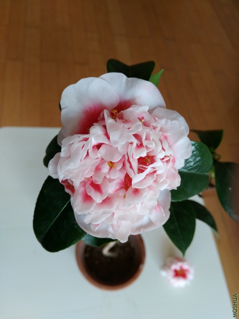 IMG_20201106_080318.jpg