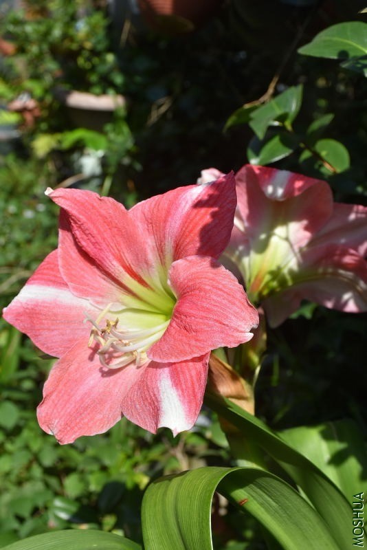 DSC_03800380.JPG