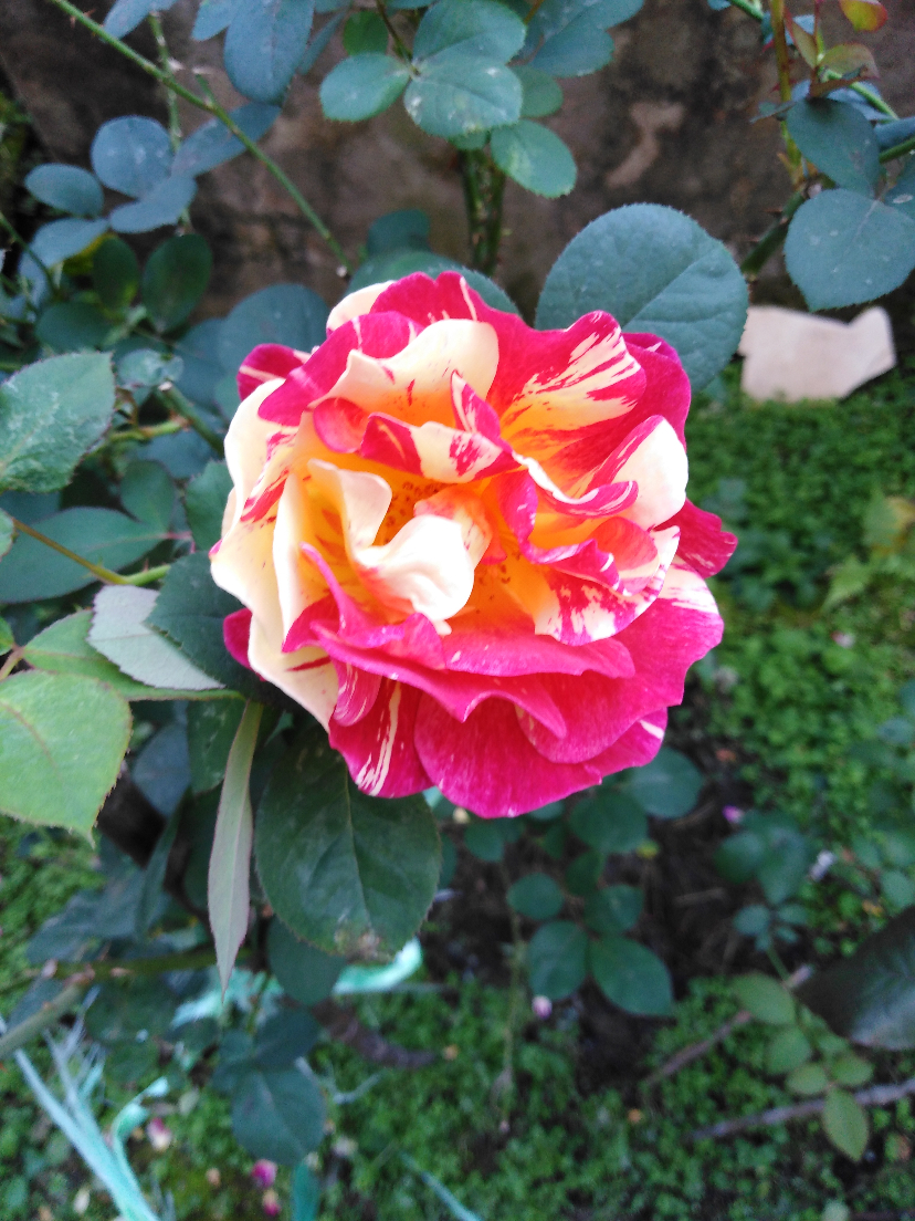 IMG_20201107_090746.jpg