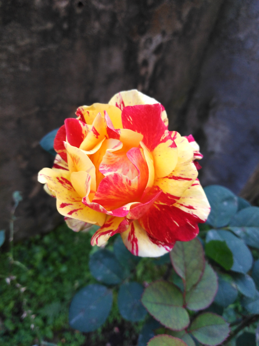 IMG_20201107_090739.jpg