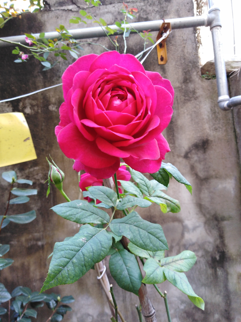IMG_20201107_091607.jpg