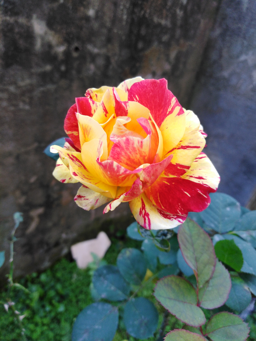 IMG_20201107_090758.jpg