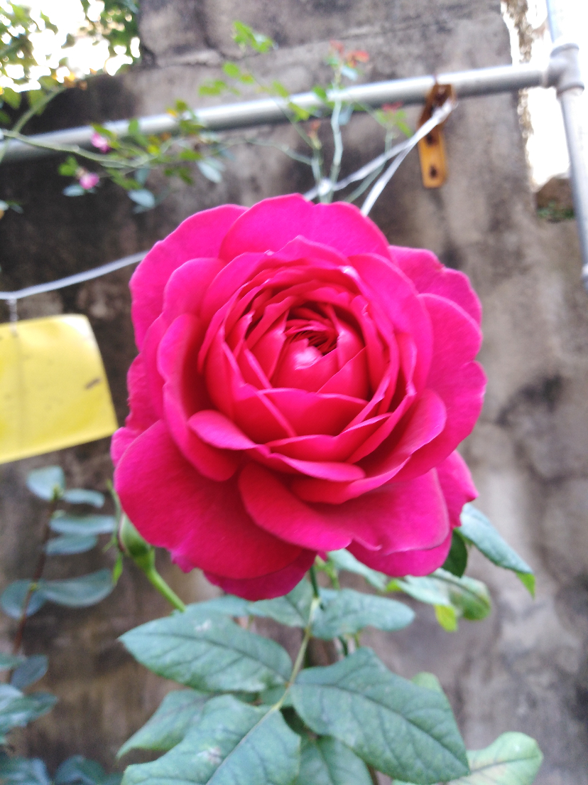 IMG_20201107_091537.jpg