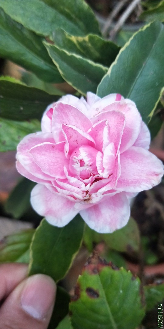 IMG20201109065450.jpg