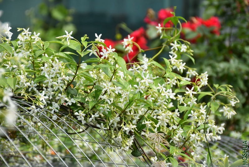 DSC_00870087.JPG