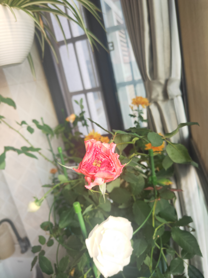 IMG20201114153753.jpg