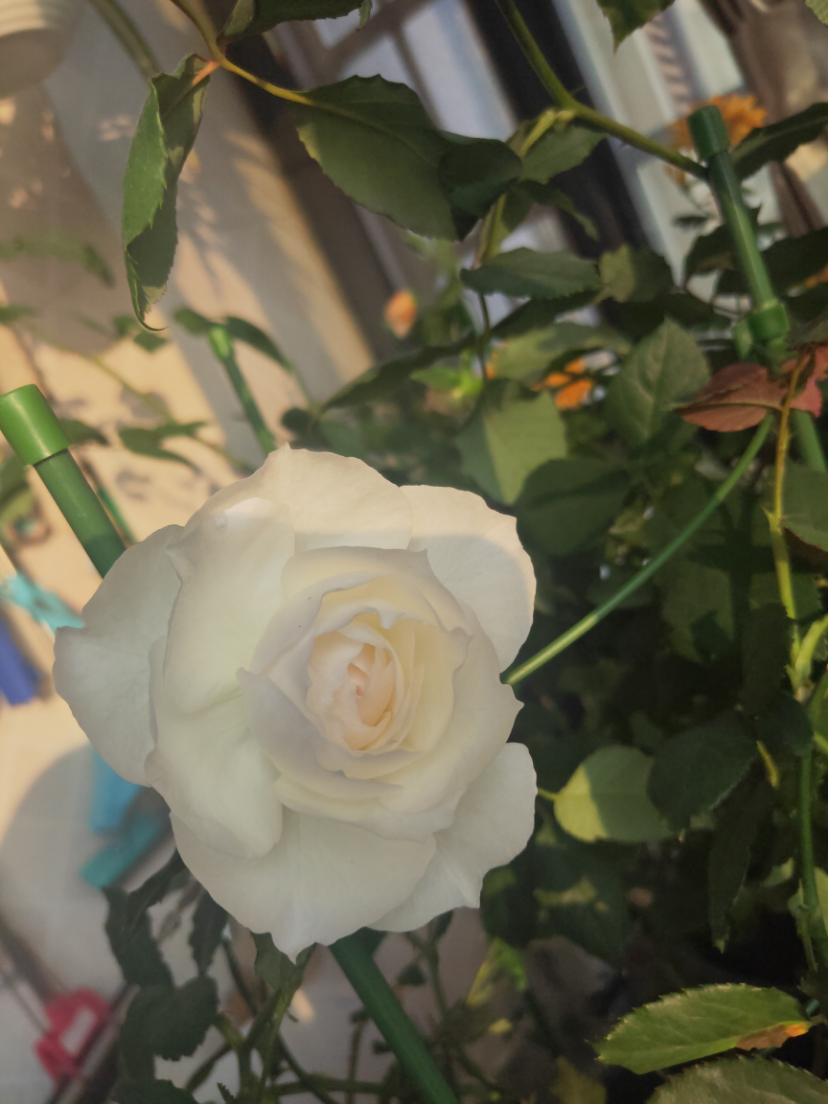 IMG20201114153728.jpg