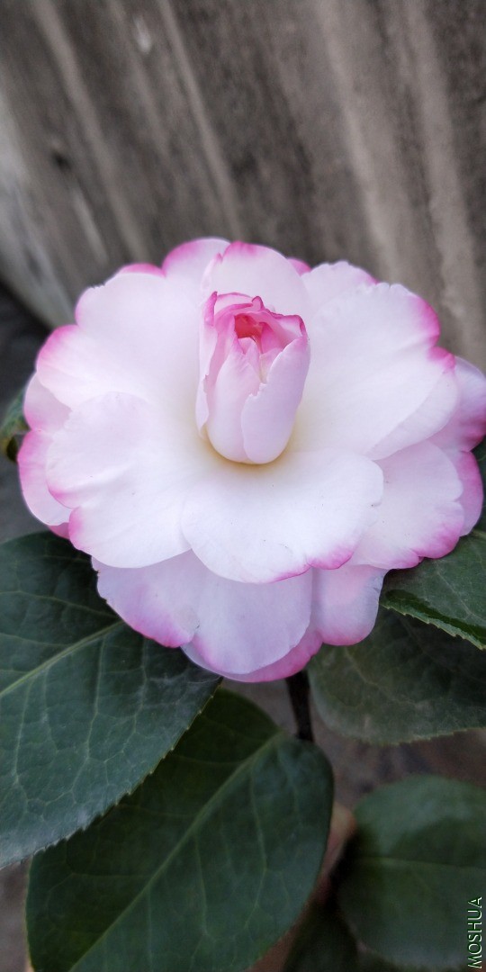 IMG20201115104204.jpg