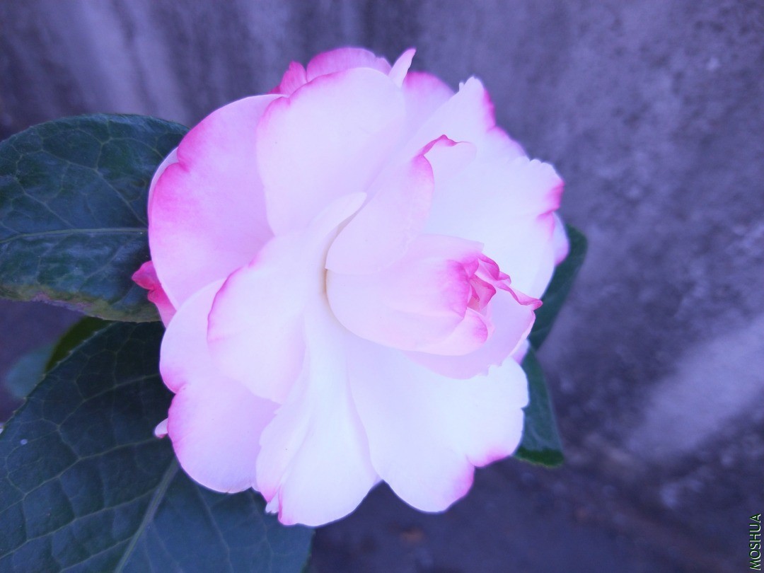 IMG20201115104224.jpg