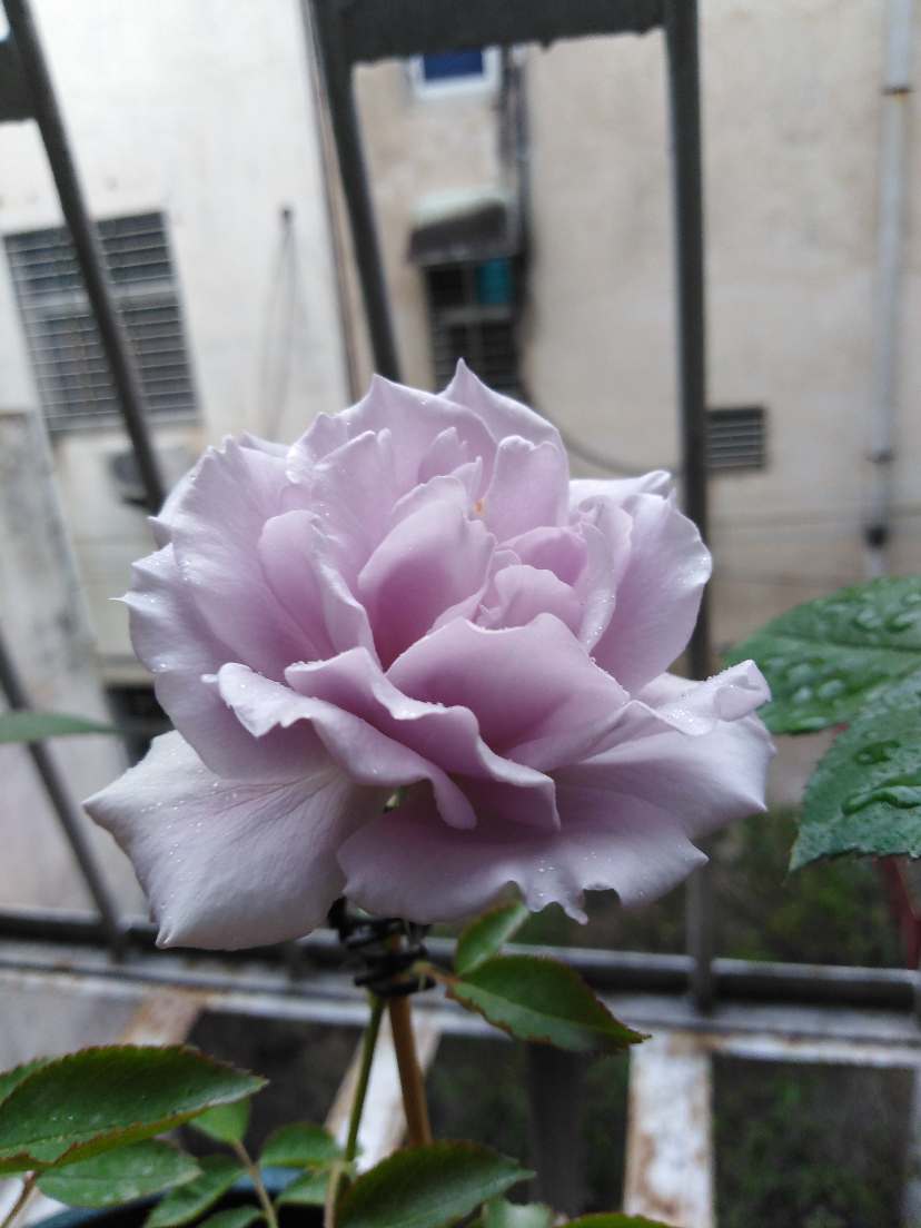 IMG_20201121_112951.jpg