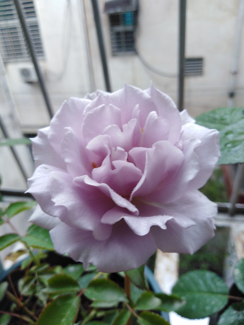 IMG_20201121_112941.jpg