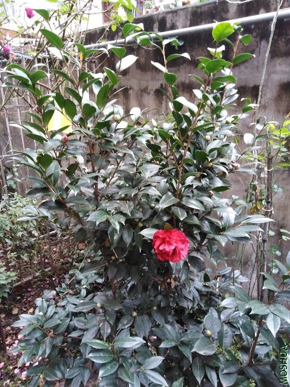 QQͼƬ20201124082824.jpg