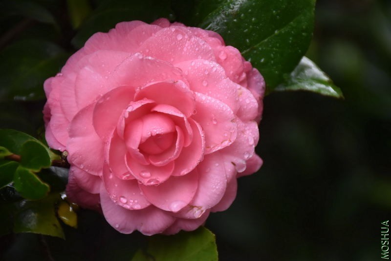 DSC_00720072.JPG