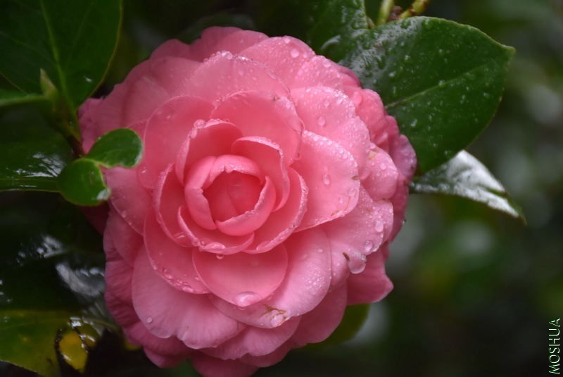 DSC_00500050.JPG