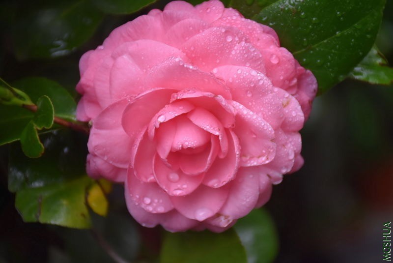 DSC_00810081.JPG