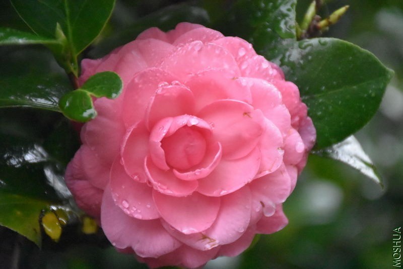 DSC_03340334.JPG