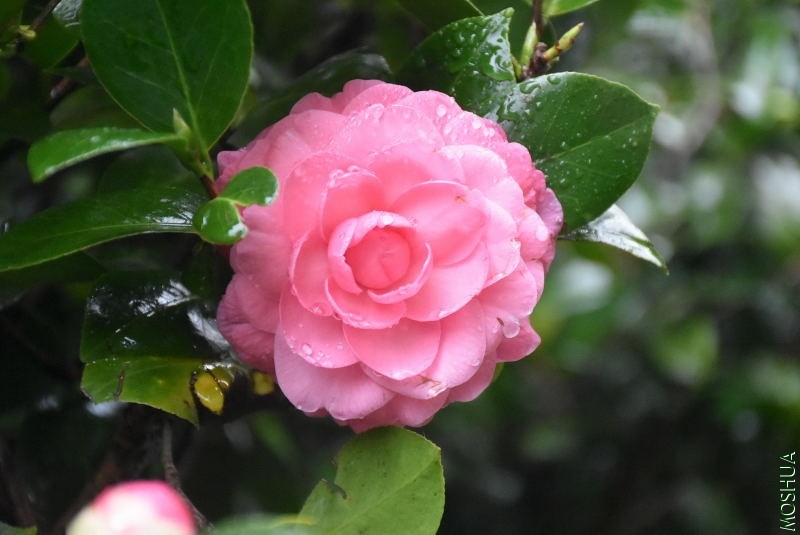 DSC_03000300.JPG