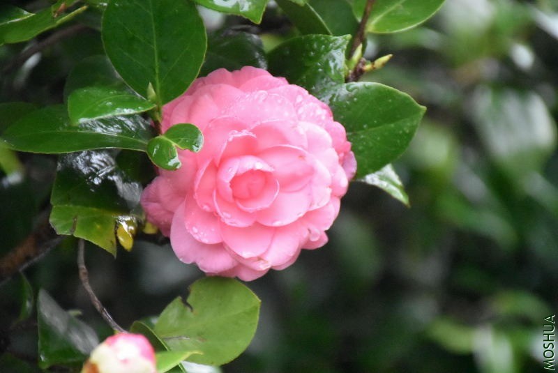 DSC_03260326.JPG