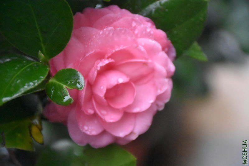 DSC_03040304.JPG