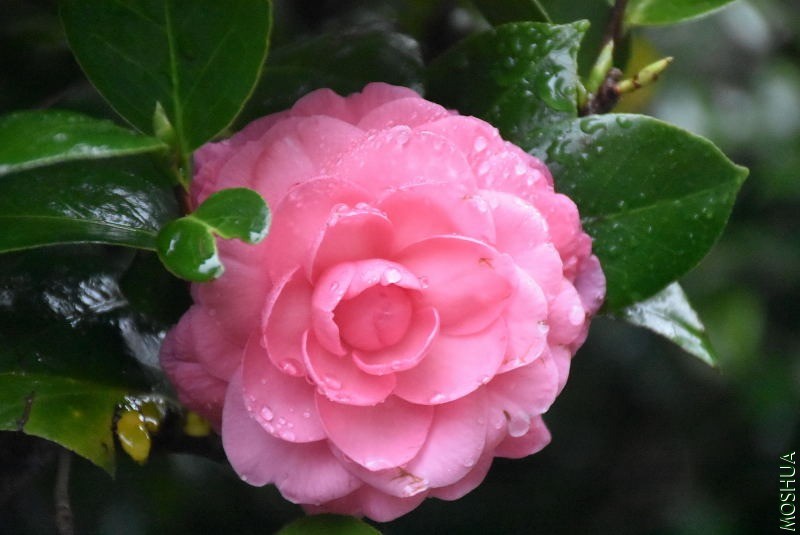 DSC_03090309.JPG