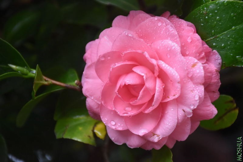 DSC_00650065.JPG