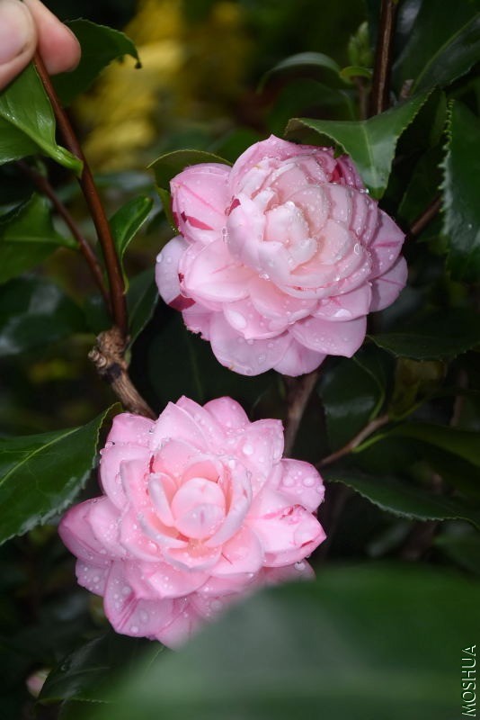 DSC_00520052.JPG