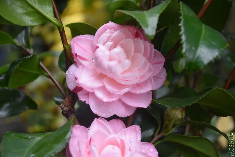 DSC_00620062.JPG
