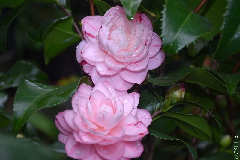 DSC_00730073.JPG