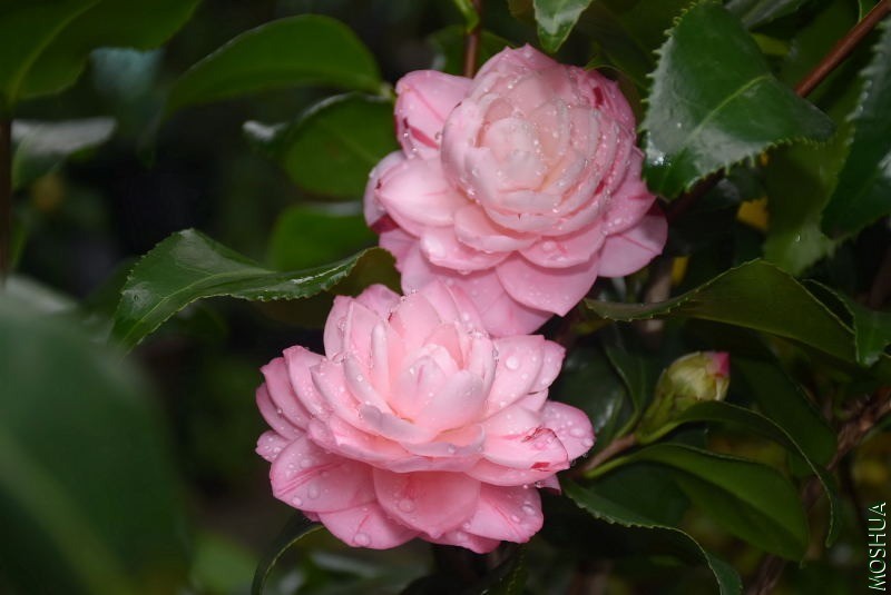 DSC_00780078.JPG